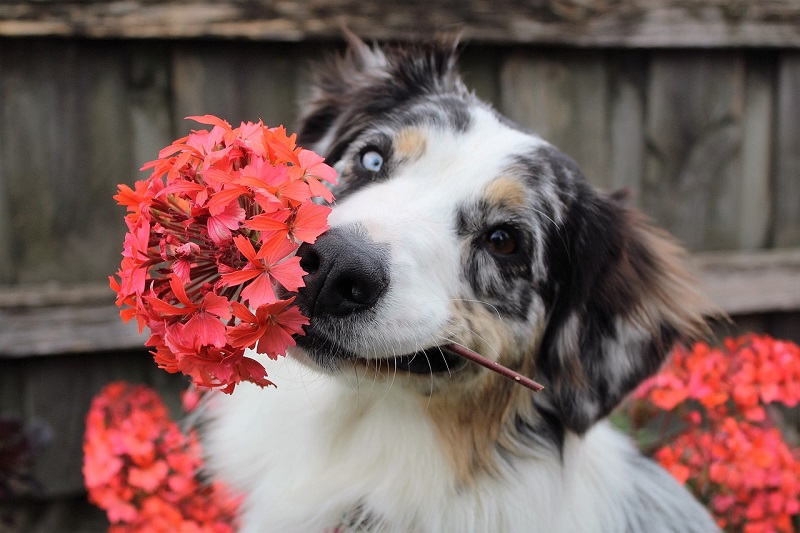 Protecting Your Pets From Dangerous Plants