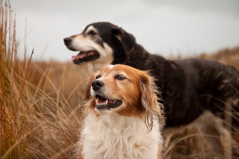 Pet Care Tips For Senior Dogs