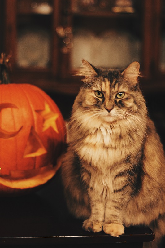 Tips To Help Your Pet Stay Calm During Halloween