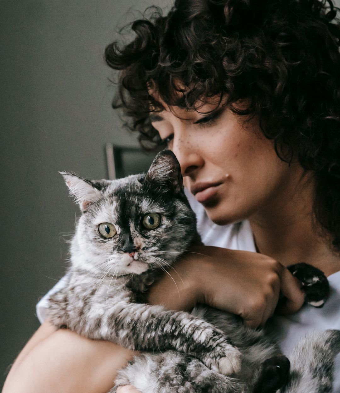 Cat Friendly Practice Providence Animal Hospital_