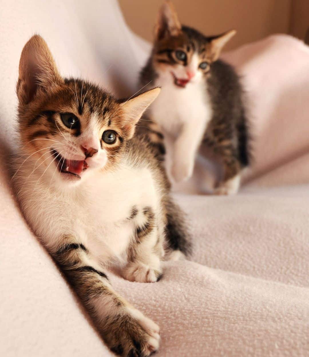 Cat Friendly Veterinary Providence Animal Hospital