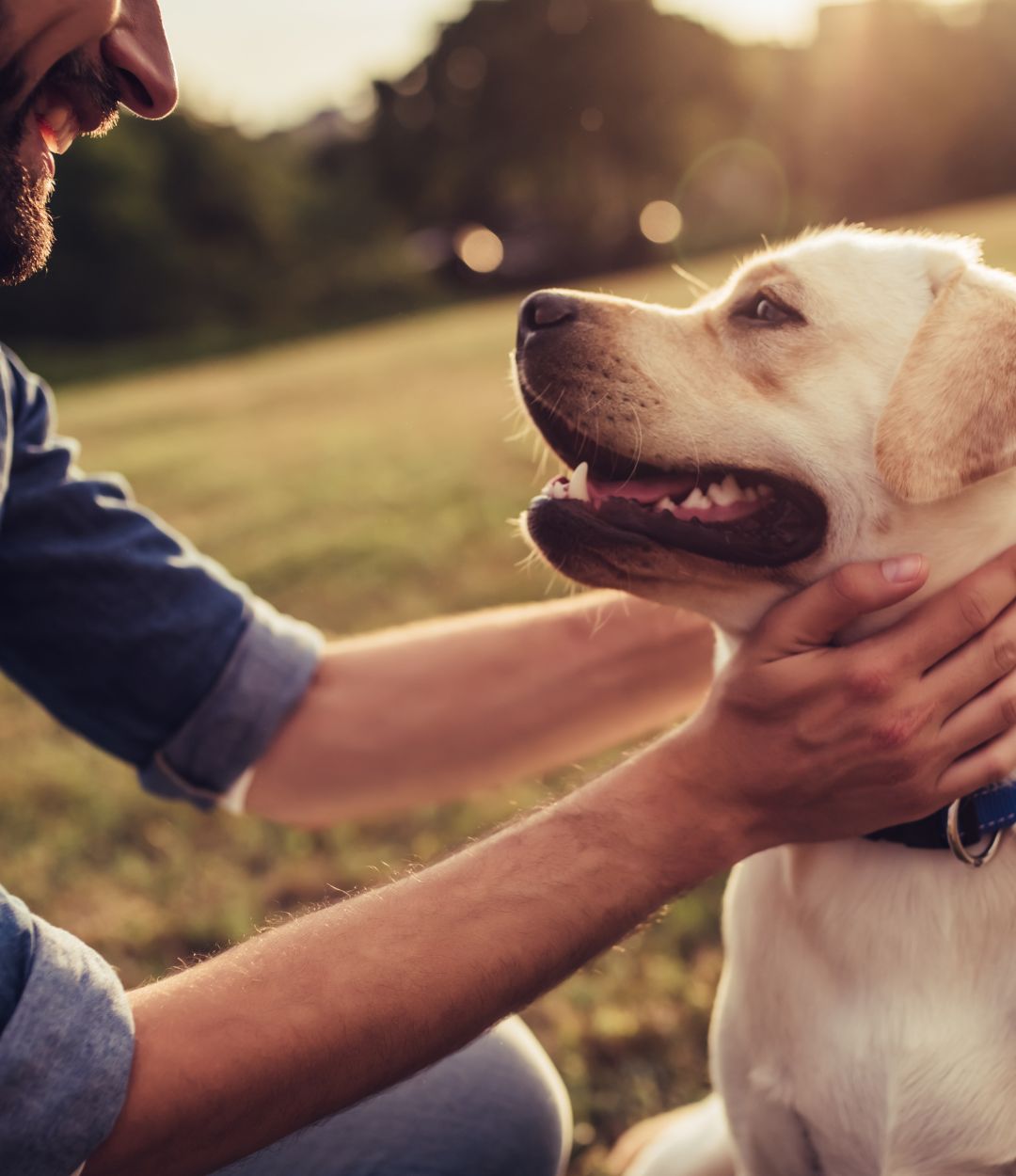 Online Pharmacy Providence Animal Hospital