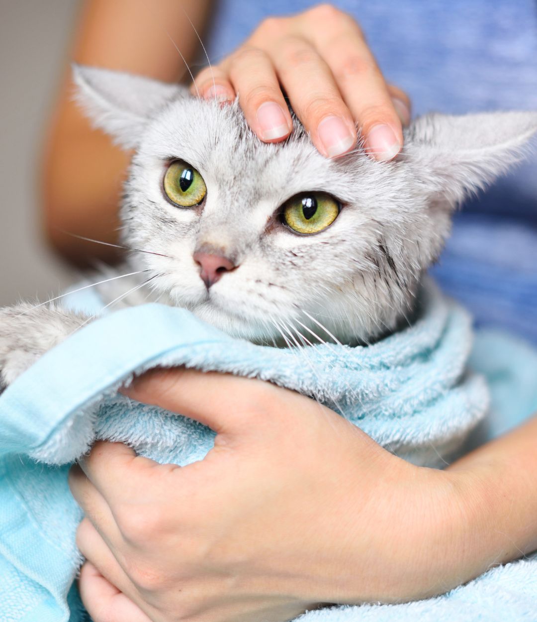Pet Bathing Providence Animal Hospital