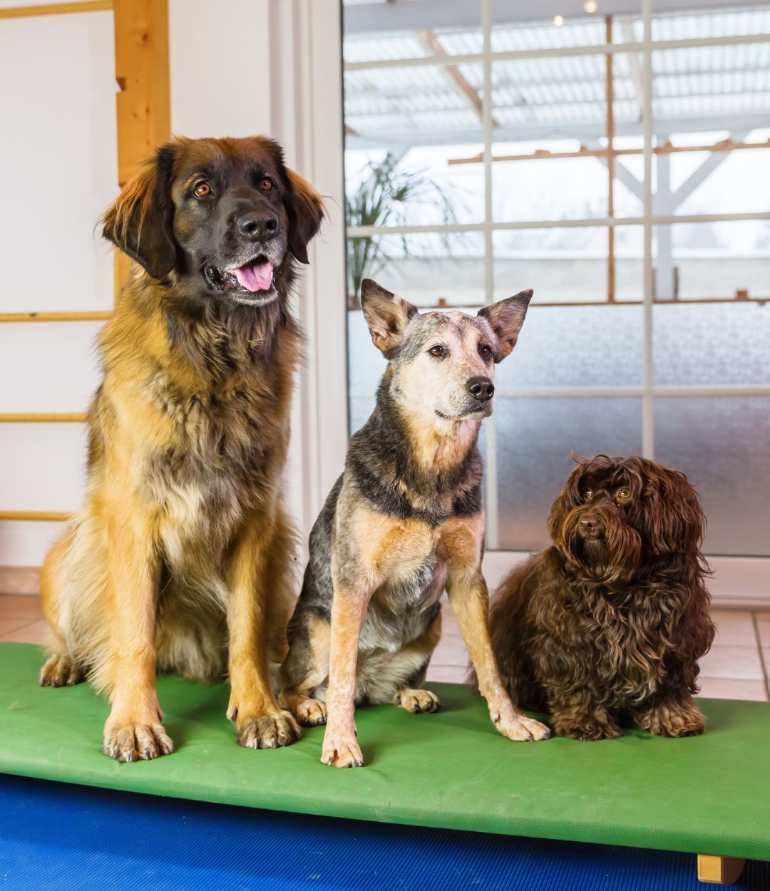 Pet Boarding Providence Animal Hospital