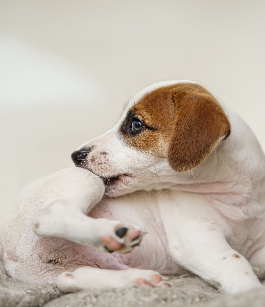 Understanding Pet Allergies