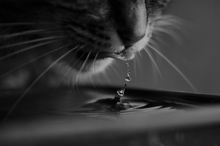 cat drinking water