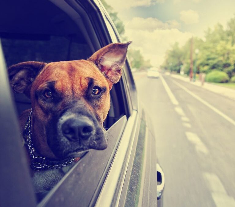 dog sitting in a car with its head out the window