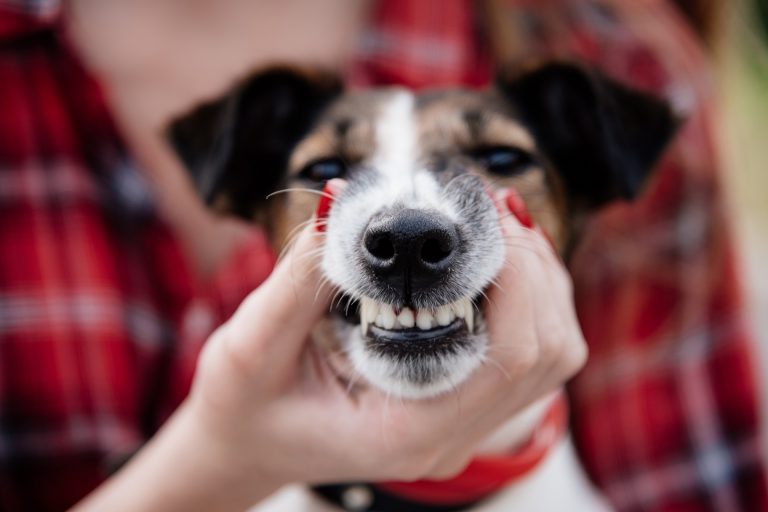 closeup of a dogs teeth
