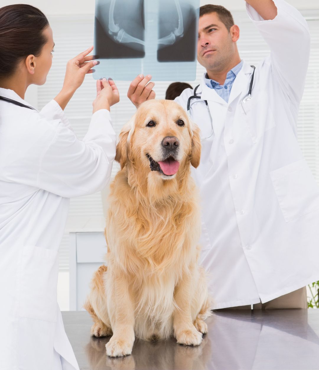 a dog is being examined by a vet and two people