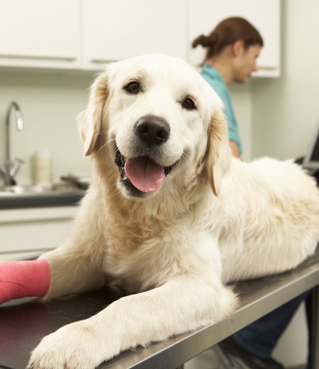 dog with a cast on its leg sitting on a table