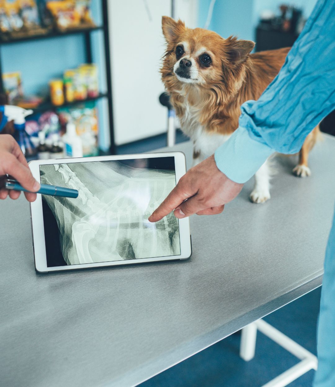 two people looking at an x - ray of a dog on a tablet