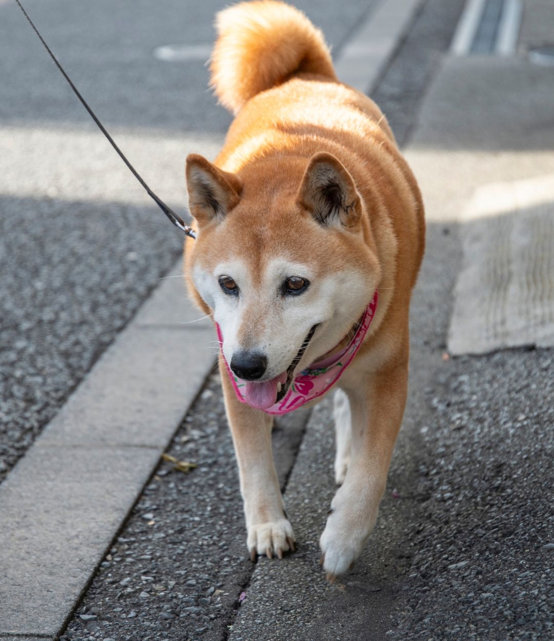 A Shiba Inu dog with a pink bandana walks on a leash on a paved path.