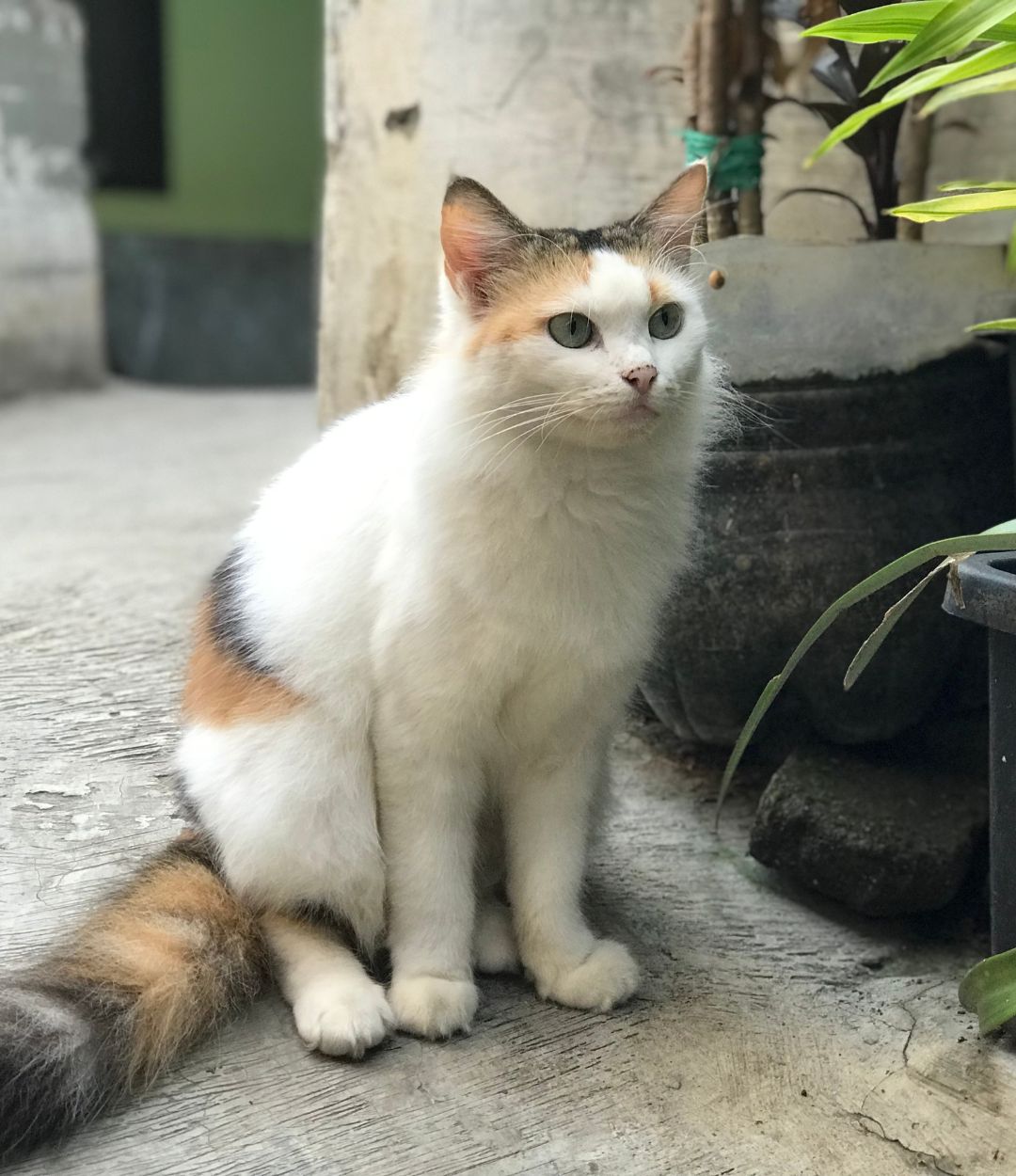 A calico cat with white, orange, and black fur sits on a concrete surface