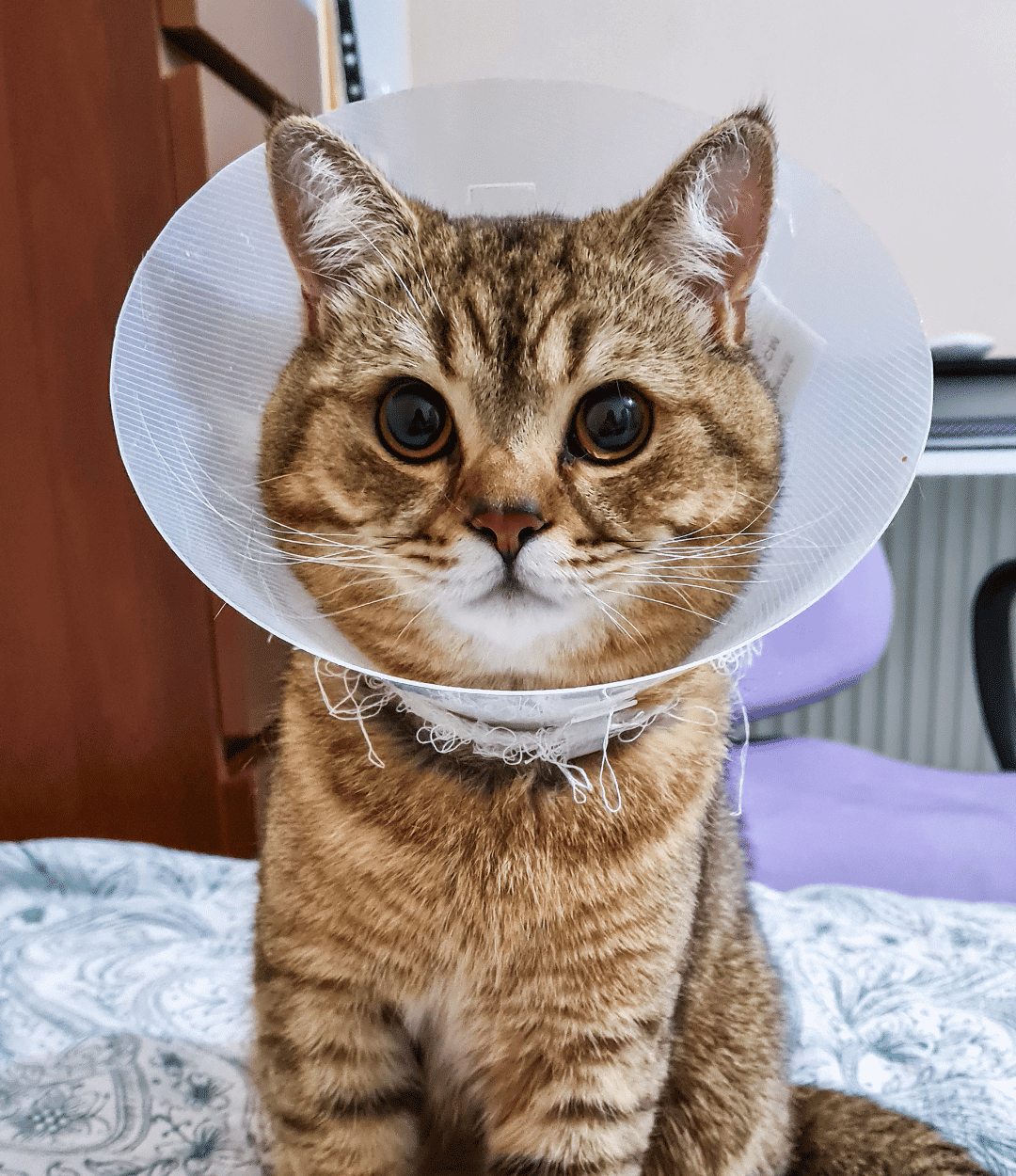 cat wearing a post surgery cone